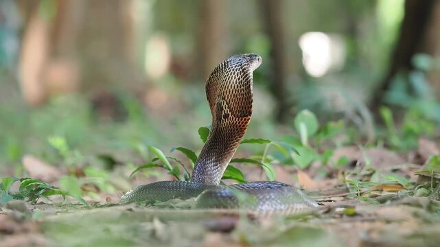 Naja kaouthia or monocled cobra deadly serpent living on a dry leaf in the forestin nature