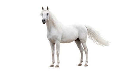 Elegant white Arabian horse with flowing mane and tail standing gracefully © Sapphire