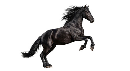 Majestic black horse rearing up with flowing mane and tail © Sapphire