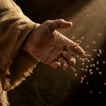 Close-up of a farmer's hand scattering grain from a burlap sack. Biblical parable of the sower symbolizing faith, growth, hope, generosity, and spiritual teaching.