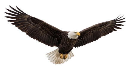 Majestic bald eagle in flight with wings spread wide against a white background © Sapphire