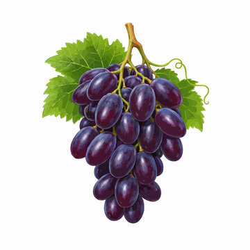 Grape sadle seedless