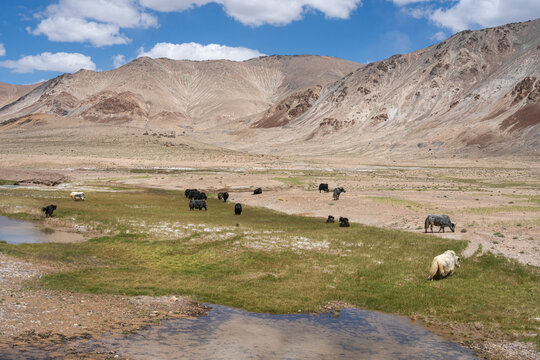 Summer mountain landscape view of herd of yaks grazing along Pamir Highway in high altitude valley near Murghab, Gorno-Badakhshan, Tajikistan