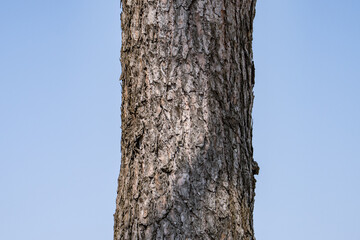 Fototapeta premium Pinus densiflora, Japanese red pine, Japanese pine, Korean red pine, is a species of pine native to East Asia and Siberia. Odusan Unification Observatory, Paju is a city in Gyeonggi Province, South Ko