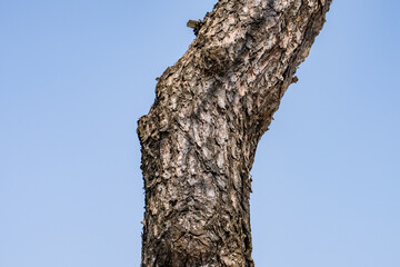 Fototapeta premium Pinus densiflora, Japanese red pine, Japanese pine, Korean red pine, is a species of pine native to East Asia and Siberia. Odusan Unification Observatory, Paju is a city in Gyeonggi Province, South Ko