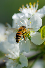 Bees collect nectar from white blossoms © schankz