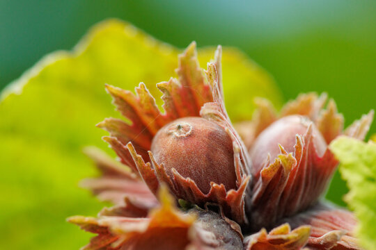Close-up of two hazelnuts in their husk