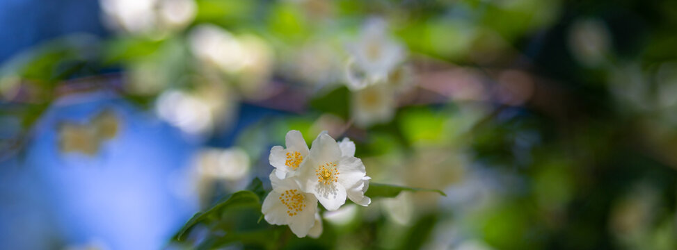 Close up of jasmine flowers in a garden. Beautiful natural background. Shallow depth of field.