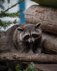 Racoon © mielatz_photography