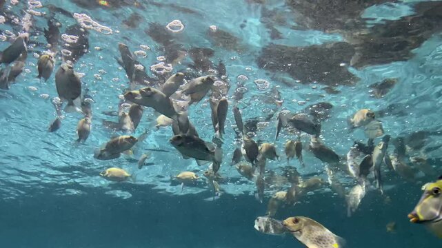 Sleek unicornfish and spotted rabbitfish swimming actively in clear blue water with plenty of oxygen bubbles, part of a school of tropical marine fish inside an aquarium.