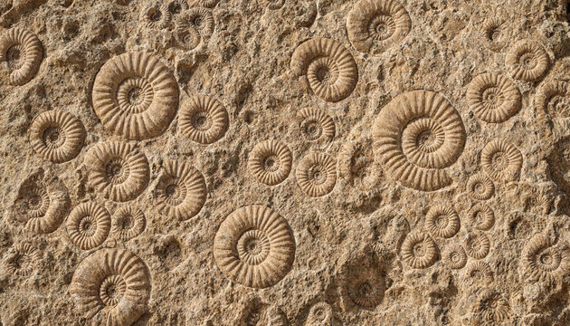 Fossilized ammonite shells embedded in a rough textured limestone rock surface showing intricate spiral patterns from prehistoric marine life forms