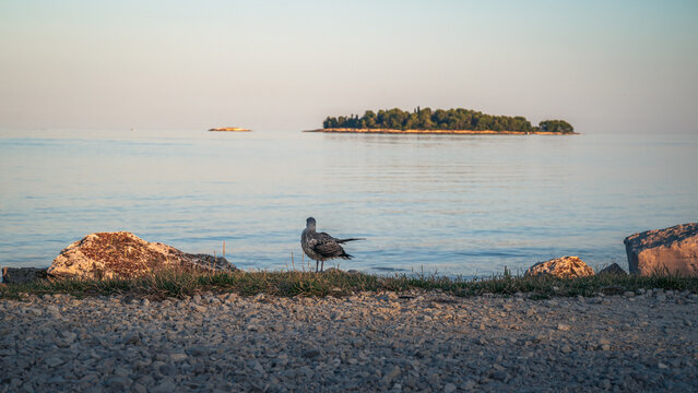 Rovinj Old Town