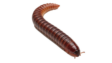 Brown millipede insect crawling isolated on black background for biology and wildlife concepts © Mia