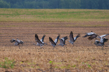 Fototapeta premium The cranes are rising on wings