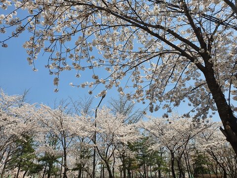 blooming cherry tree