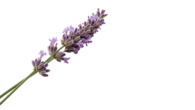Single sprig of dry purple lavender flowers isolated on black background for aromatherapy