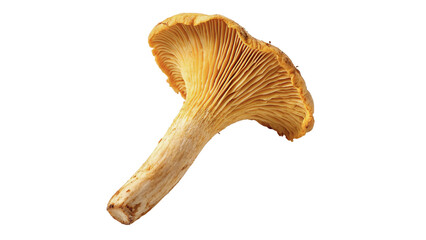 Single yellow chanterelle mushroom isolated on black background macro shot for gourmet cooking © Sophia