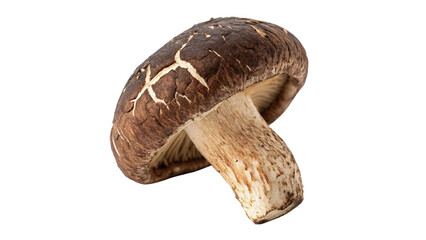 Single raw shiitake mushroom with textured cap isolated on black background for Asian cuisine © Sophia