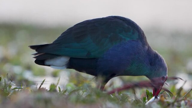 purple swamphen with iridescent plumage foraging in the grassy land india asia