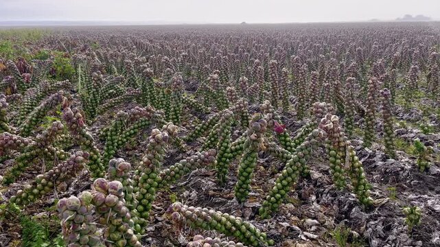 Brussels sprouts plants carpet a muddy California Coast field under hazy winter