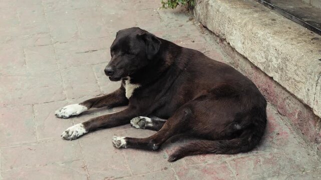 A homeless street dog resting outdoors on a sidewalk. Natural urban scene with a friendly black dog. High quality 4k footage