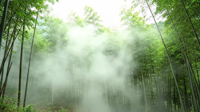 Bamboo forest fog fills the natural landscape, and the morning fog surrounds the bamboo forest