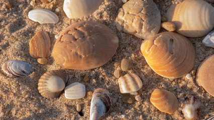 Collection of Cockle, Clam and Blue Mussel Shells Scattered on Fine Golden Sand in Warm Light — Concept: Coastal Nature Flat Lay, Beachcombing and Natural Summer Background © Svetlana