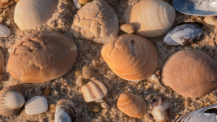 Collection of Cockle, Clam and Blue Mussel Shells Scattered on Fine Golden Sand in Warm Light — Concept: Coastal Nature Flat Lay, Beachcombing and Natural Summer Background © Svetlana