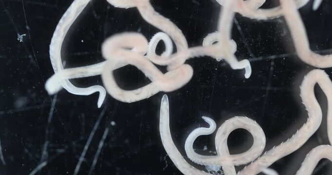 Scientific collection of freshwater trematode parasites, including Clinostomum spp., Postorchigenes sp., and Thapariella sp. These parasitic flatworms have complex life cycles involving multiple hosts