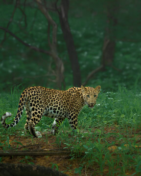 An Indian leopard walks through the lush forest of Jhalana Leopard Conservation Reserve in Rajasthan, India, displaying its distinctive rosette-patterned coat and an alert, direct gaze.