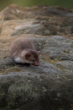 Juvenile beech marten (Martes foina) standing on a mossy rock in a forest. Cute young stone marten explores wild nature. Small European predator in natural habitat. Outdoor wildlife photo.