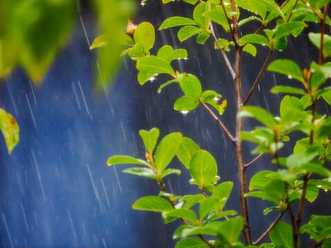 ゲリラ雷雨。急な土砂降り。雨の軌跡。悪天候。樹木の葉。雨粒。雫。窓の外の景色。