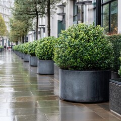 Obraz premium Elegant urban walkway features neatly trimmed bushes in gray planters, reflecting soft light, creating a serene city atmosphere