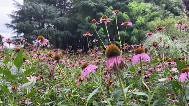 4K Purple Coneflowers Blooming Field Suzhou China