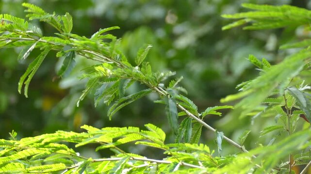 Crimson backed tanager bird perched on a green leafy branch in natural forest habitat.
