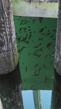 A school of fish searches for food in the beautiful blue waters of the ocean&mdash;in a bay of the Pacific Ocean.