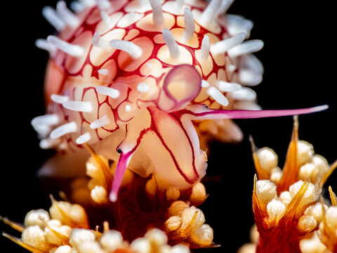 Ridged Egg Cowrie (Diminovula Culmen)