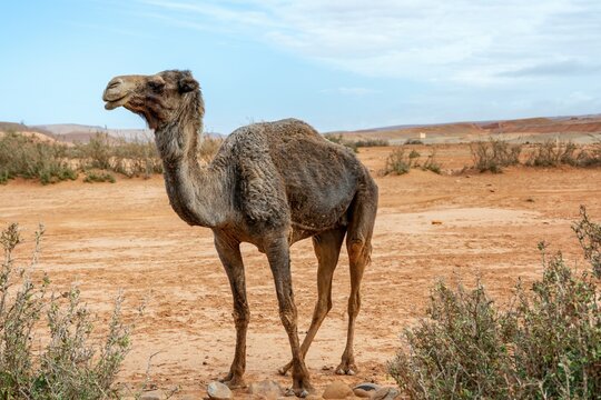 A dromedary camel stands in an arid desert landscape