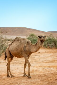 Dromedary camel walking through a sandy desert