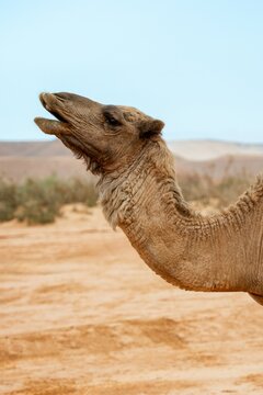 Wild dromedary camel calling out in the Morocco desert
