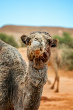 Close up portrait of a curious camel in the desert