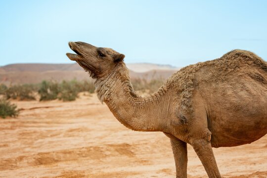 Dromedary camel calling out in the desert landscape