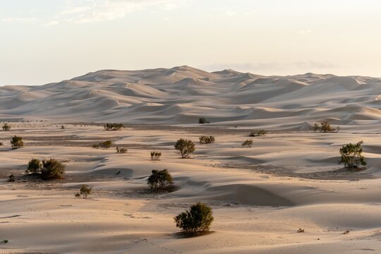 Sahara Desert sand dunes with sparse vegetation in Morocco at sunset