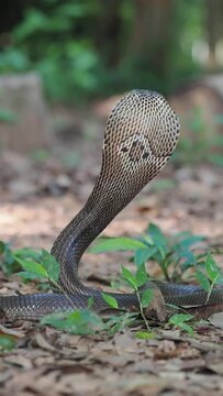 Naja kaouthia or monocled cobra deadly serpent living on a dry leaf in the forestin nature