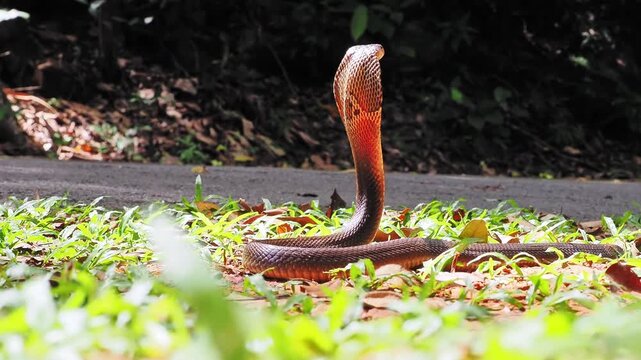 Naja kaouthia or monocled cobra deadly serpent living on a dry leaf in the forestin nature
