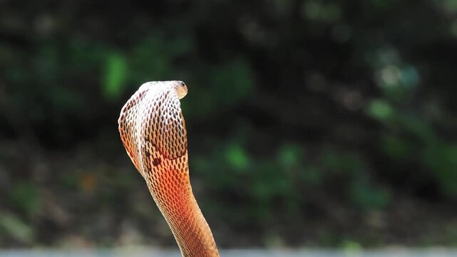 Naja kaouthia or monocled cobra deadly serpent living on a dry leaf in the forestin nature
