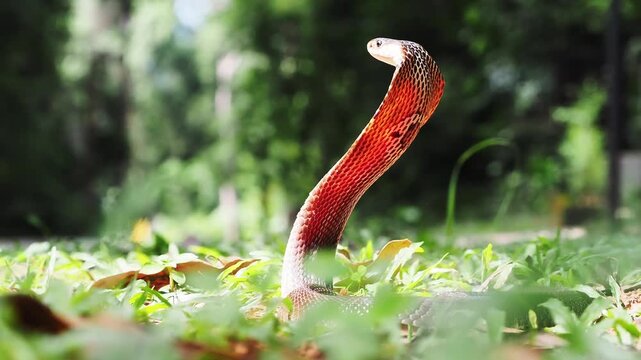 Naja kaouthia or monocled cobra deadly serpent living on a dry leaf in the forestin nature
