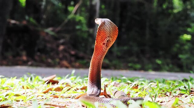 Naja kaouthia or monocled cobra deadly serpent living on a dry leaf in the forestin nature
