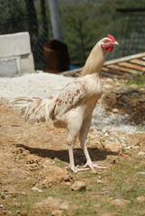 View of young rooster with light plumage in yard of poultry farm © Olga