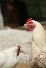 View of young rooster with light plumage in yard of poultry farm © Olga